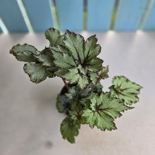 Load image into Gallery viewer, #R27 Begonia Unknown
