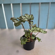 Load image into Gallery viewer, #R27 Begonia Unknown
