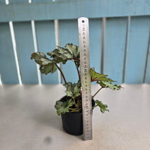 Load image into Gallery viewer, #R27 Begonia Unknown