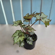 Load image into Gallery viewer, #R27 Begonia Unknown