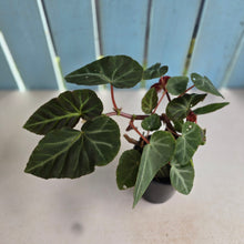 Load image into Gallery viewer, #D458 Begonia Grey Feather