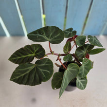 Load image into Gallery viewer, #D458 Begonia Grey Feather
