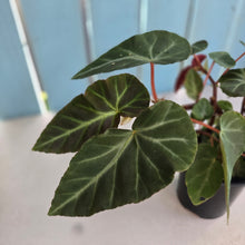 Load image into Gallery viewer, #D458 Begonia Grey Feather