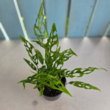 Load image into Gallery viewer, #R3 Multiple Monstera Obliqua