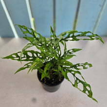Load image into Gallery viewer, #RA20 Multiple Monstera Obliqua