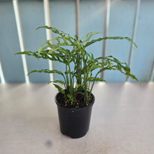 Load image into Gallery viewer, #RA20 Multiple Monstera Obliqua