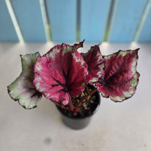 Load image into Gallery viewer, #RD8 Begonia Kotobuki