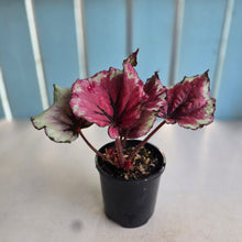 Load image into Gallery viewer, #RD8 Begonia Kotobuki