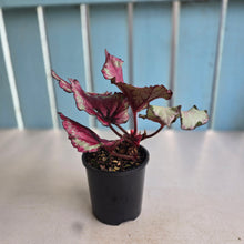 Load image into Gallery viewer, #RD8 Begonia Kotobuki