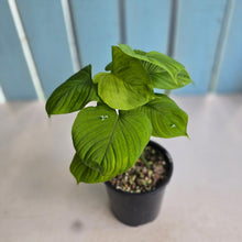 Load image into Gallery viewer, #R40 Two x Philodendron Fibraecataphyllum