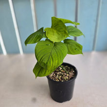 Load image into Gallery viewer, #R40 Two x Philodendron Fibraecataphyllum