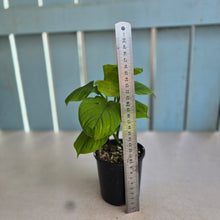 Load image into Gallery viewer, #R40 Two x Philodendron Fibraecataphyllum
