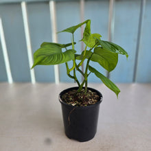 Load image into Gallery viewer, #R40 Two x Philodendron Fibraecataphyllum