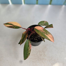 Load image into Gallery viewer, #RD33 Philodendron Strawberry Shake