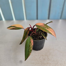 Load image into Gallery viewer, #RD33 Philodendron Strawberry Shake