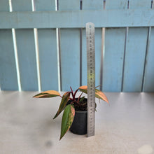 Load image into Gallery viewer, #RD33 Philodendron Strawberry Shake