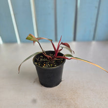 Load image into Gallery viewer, #RD33 Philodendron Strawberry Shake