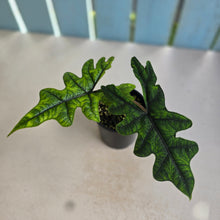 Load image into Gallery viewer, #RD36 Alocasia Jacklyn