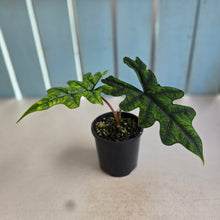 Load image into Gallery viewer, #RD36 Alocasia Jacklyn