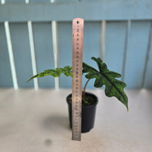 Load image into Gallery viewer, #RD36 Alocasia Jacklyn
