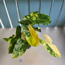 Load image into Gallery viewer, #RB12 Variegated Philodendron Burle Marx