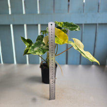 Load image into Gallery viewer, #RB12 Variegated Philodendron Burle Marx