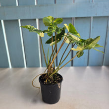 Load image into Gallery viewer, #RB12 Variegated Philodendron Burle Marx