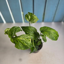 Load image into Gallery viewer, #RD46 Variegated Amydrium Medium