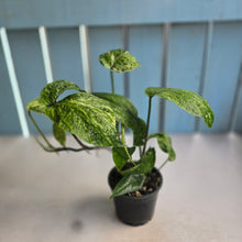 Load image into Gallery viewer, #RD46 Variegated Amydrium Medium