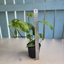 Load image into Gallery viewer, #RD46 Variegated Amydrium Medium