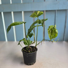Load image into Gallery viewer, #RD46 Variegated Amydrium Medium