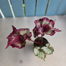 Load image into Gallery viewer, #R67 Begonia Raspberry Torte