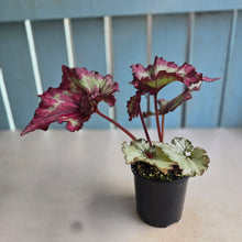 Load image into Gallery viewer, #R67 Begonia Raspberry Torte