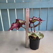 Load image into Gallery viewer, #R67 Begonia Raspberry Torte