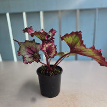 Load image into Gallery viewer, #R67 Begonia Raspberry Torte