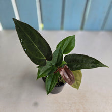 Load image into Gallery viewer, #R16 Three x Anthurium Papillilaminum Hybrid x Seedlings