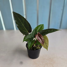 Load image into Gallery viewer, #R16 Three x Anthurium Papillilaminum Hybrid x Seedlings