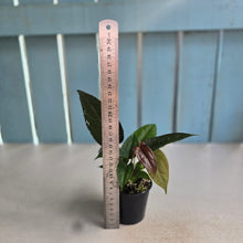 Load image into Gallery viewer, #R16 Three x Anthurium Papillilaminum Hybrid x Seedlings
