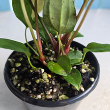 Load image into Gallery viewer, #R16 Three x Anthurium Papillilaminum Hybrid x Seedlings