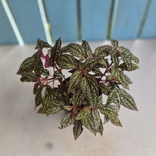 Load image into Gallery viewer, #R33 Sonerila Maculata