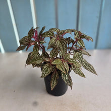 Load image into Gallery viewer, #R33 Sonerila Maculata