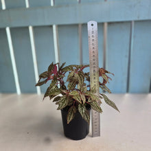 Load image into Gallery viewer, #R33 Sonerila Maculata