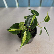 Load image into Gallery viewer, #RD1 Philodendron Cream Splash