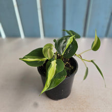 Load image into Gallery viewer, #RD1 Philodendron Cream Splash