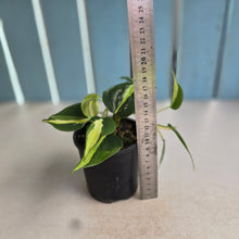 Load image into Gallery viewer, #RD1 Philodendron Cream Splash