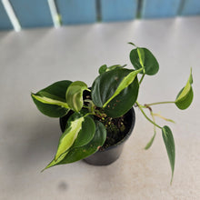 Load image into Gallery viewer, #RD1 Philodendron Cream Splash