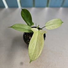 Load image into Gallery viewer, #R18 Philodendron Florida Ghost