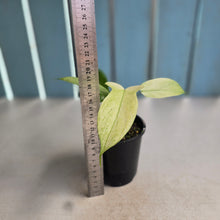 Load image into Gallery viewer, #R18 Philodendron Florida Ghost