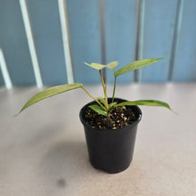 Load image into Gallery viewer, #R18 Philodendron Florida Ghost