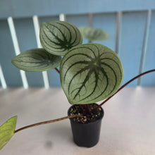 Load image into Gallery viewer, #D888 Watermelon Peperomia